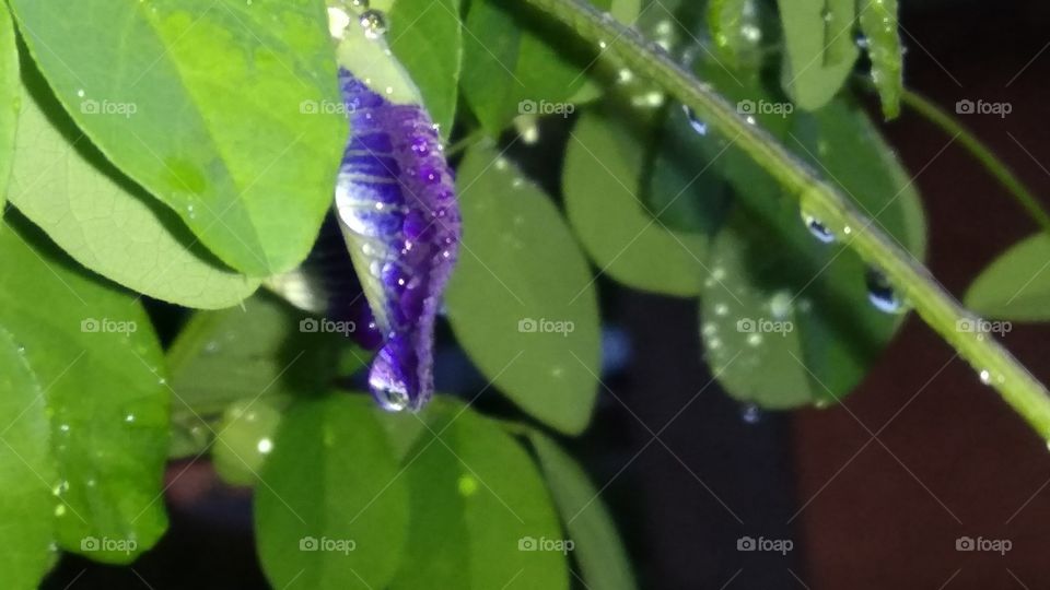 In a very early morning eyes sparkled with the dazzling beauty of diamond dew, lying on the leaves and blue bud of creepers...