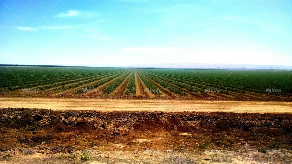 Fields. rows and rows