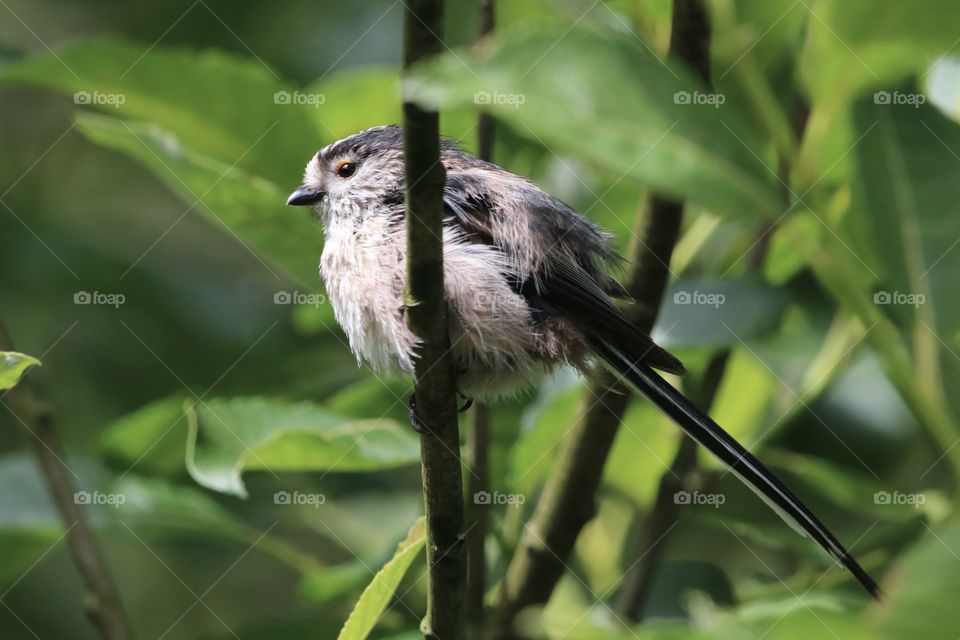 Long tailed tit 