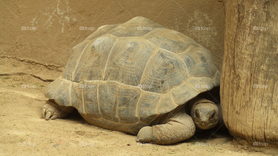 giant tortoise