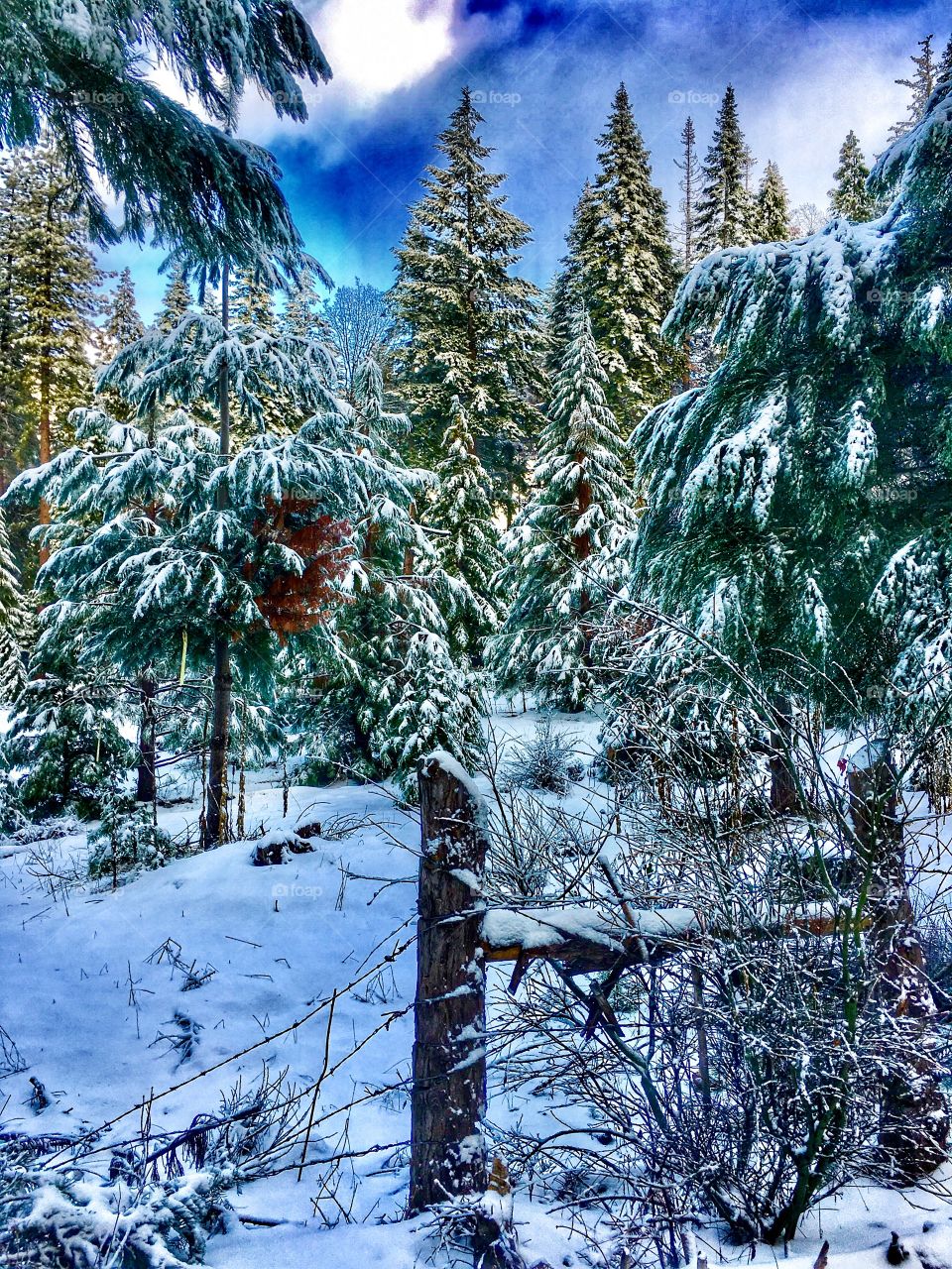 Winter in the forest with blue sky