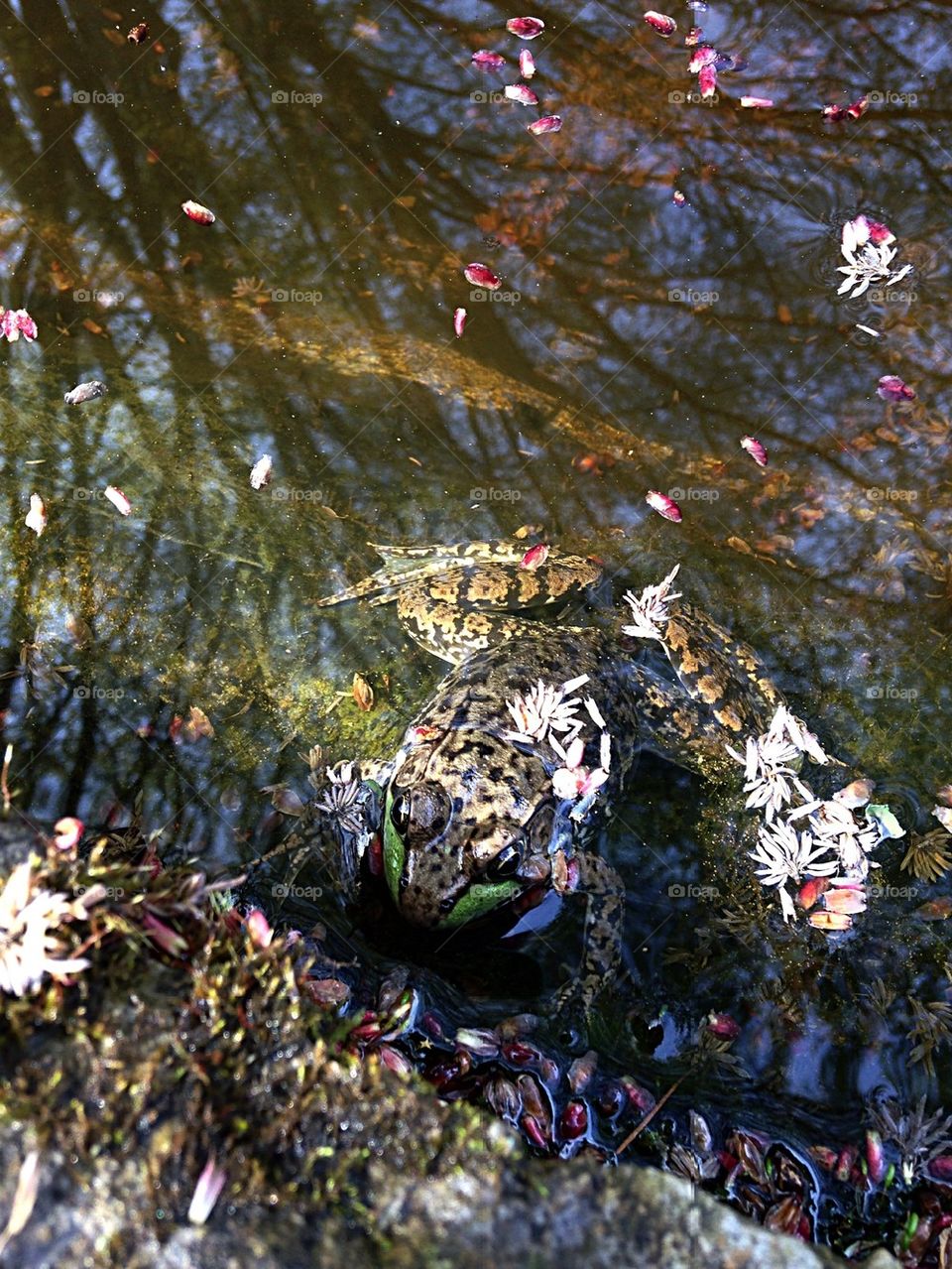 Happy Frog