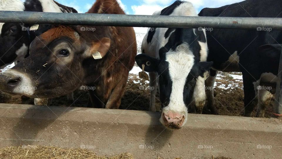 A Day In The Life Of A Farm