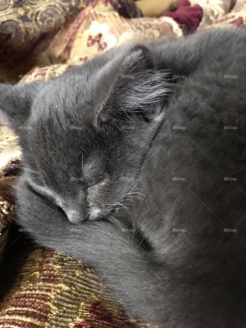 Gray grey kitten sleeping 