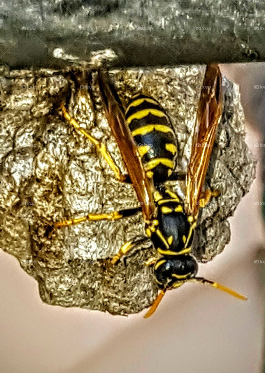 wasps