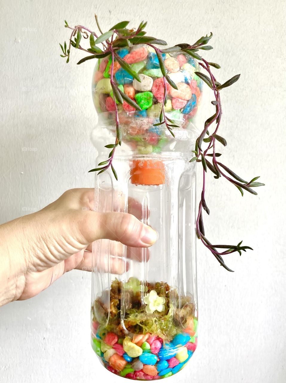 Growing succulent, string of bananas and Pinguicula in a recycled plastic bottle 