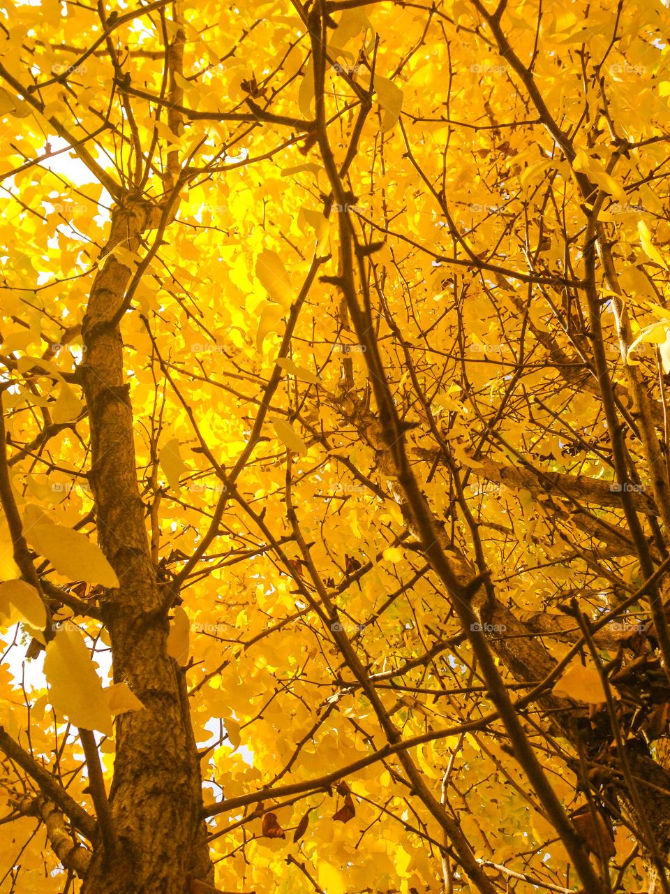 Light through a yellow maple tree