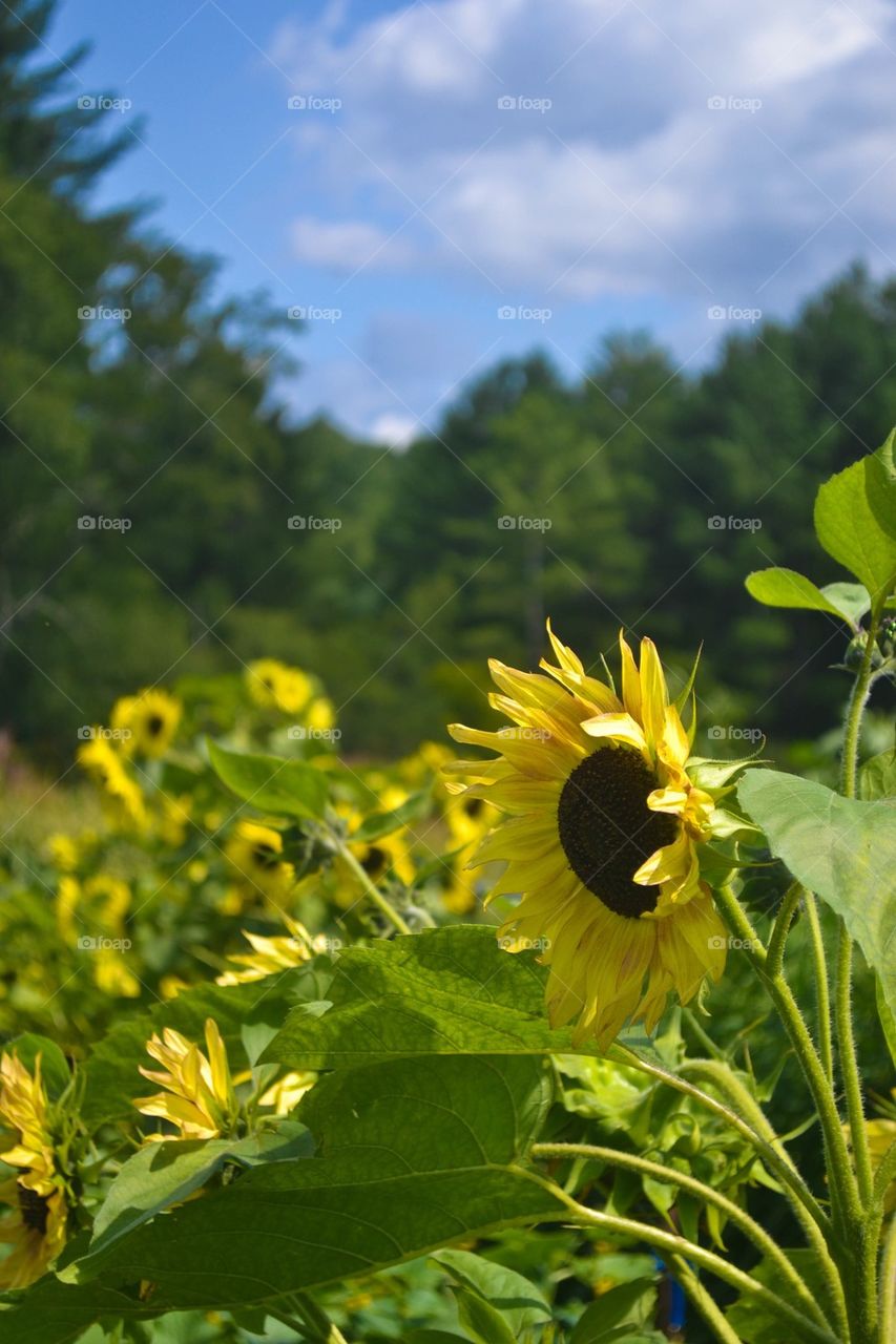 Sunflower