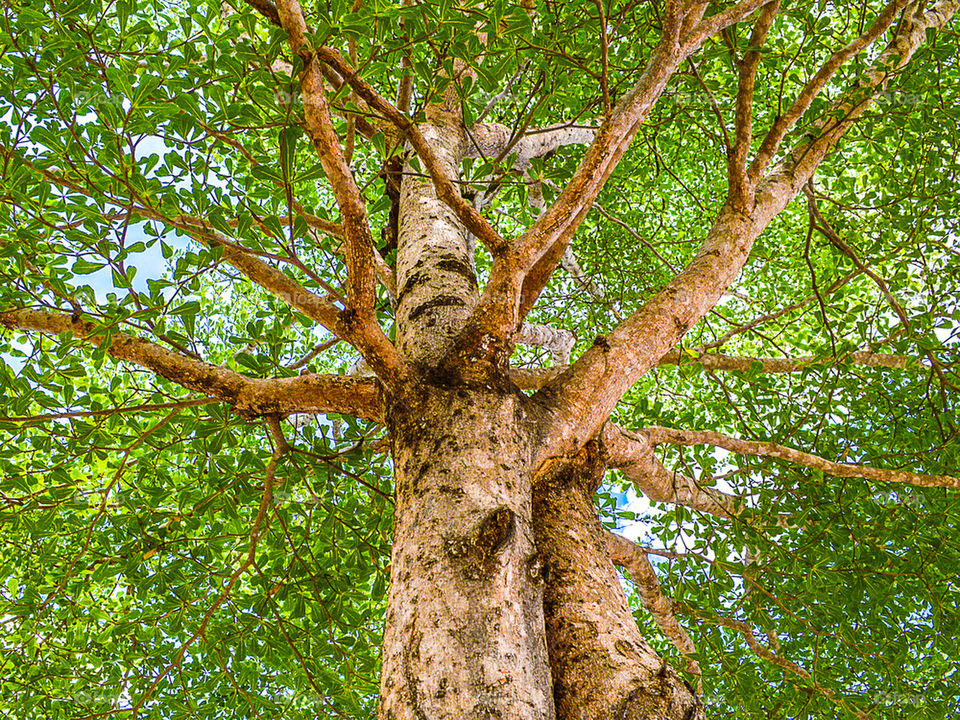Terminalia ivorensis tree