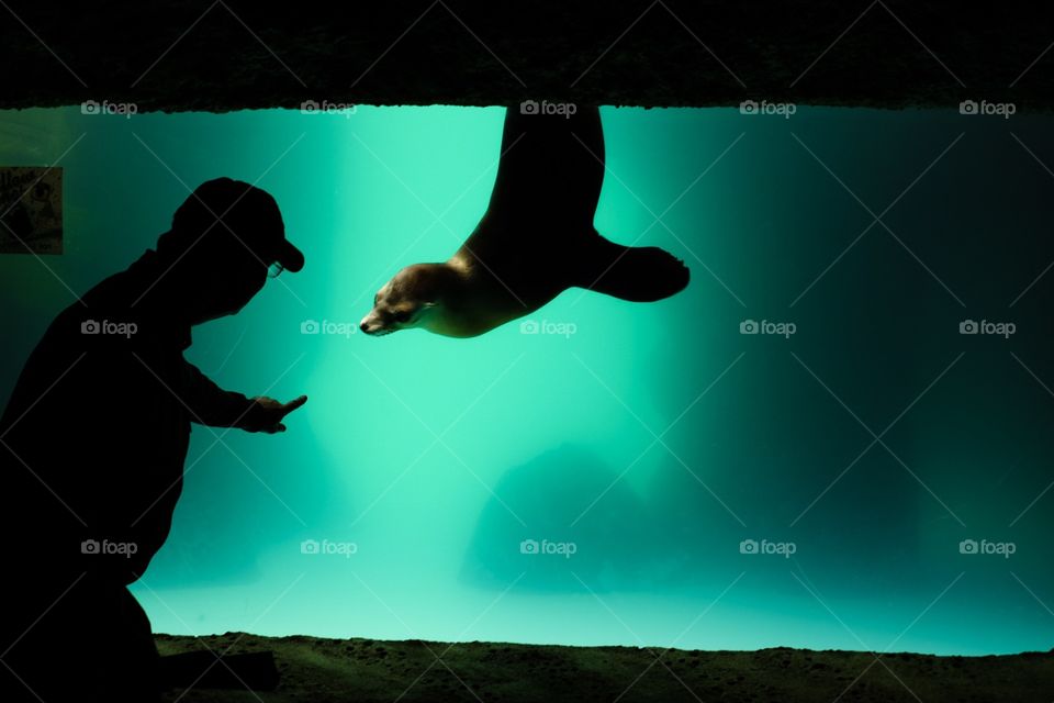 Man With Sea Lion, Playing With Sea Lions, The Long Island Aquarium, Playful Animals 