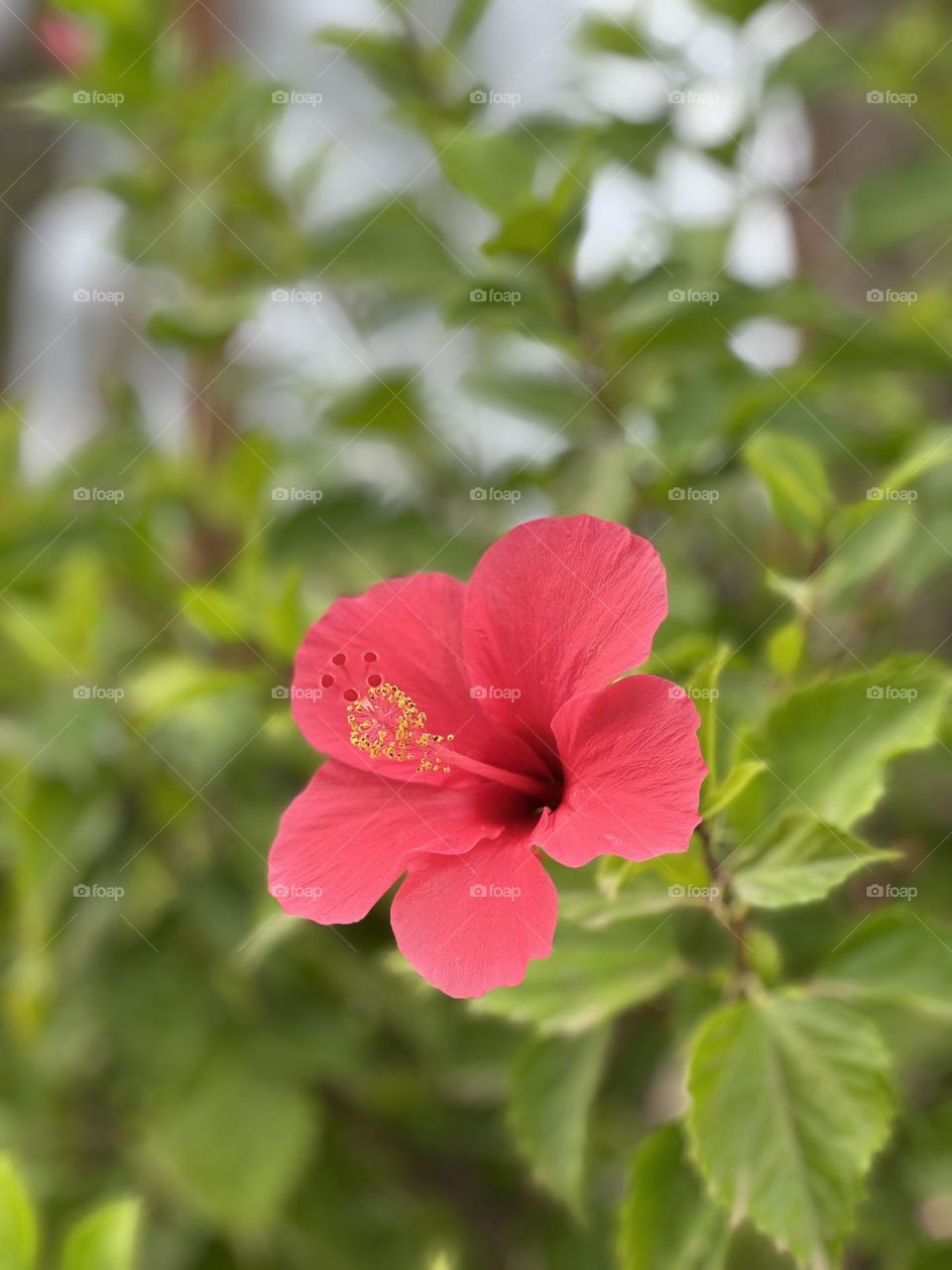 Red flower