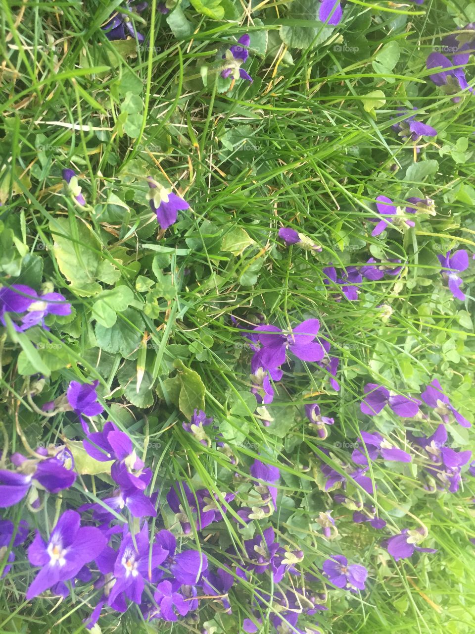 Purple wildflowers growing in the grass in early spring 