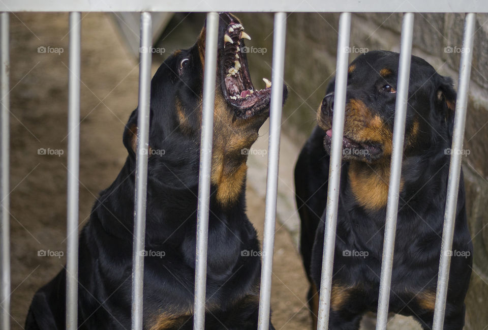 Nervous Rottweiler because he's stuck