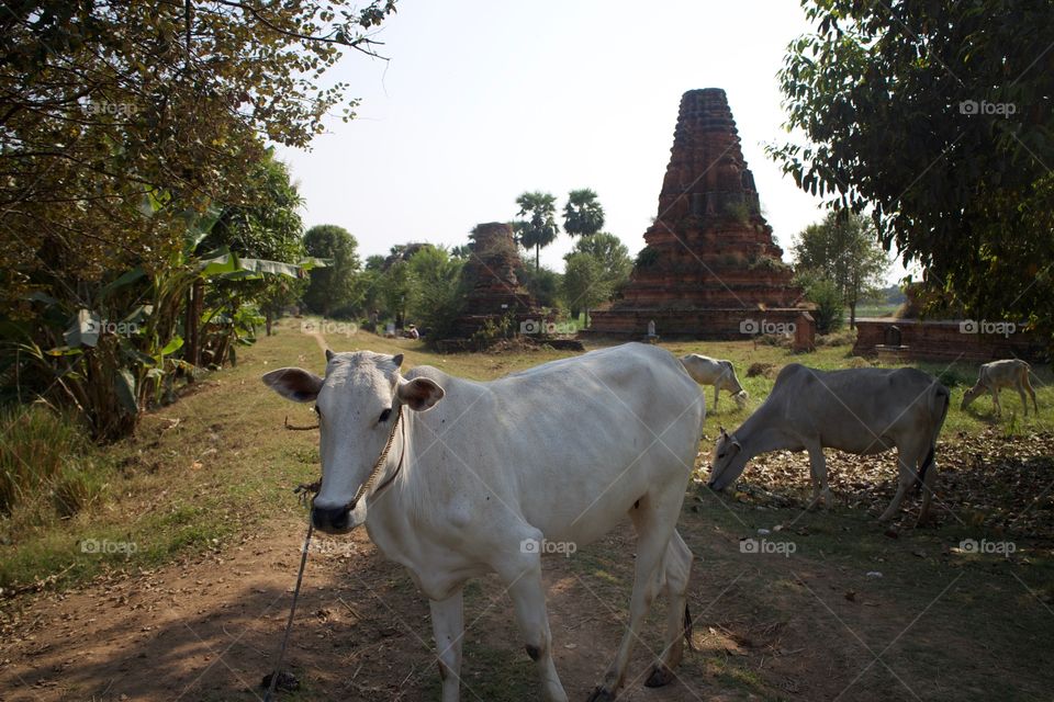 Myanmar 