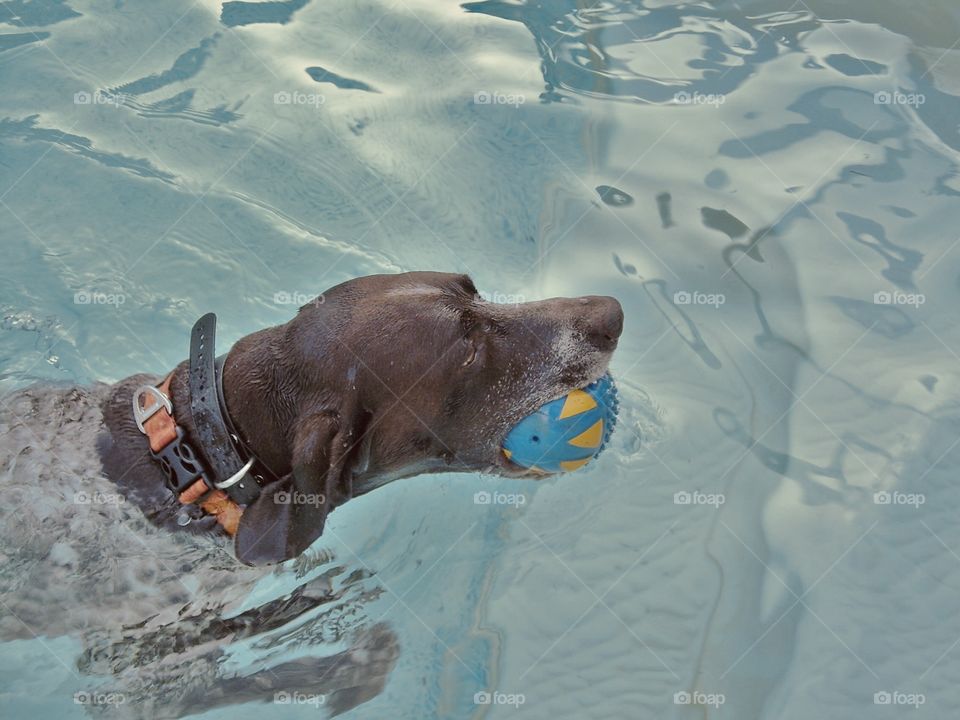 German Shorthair Pointer playing in pool