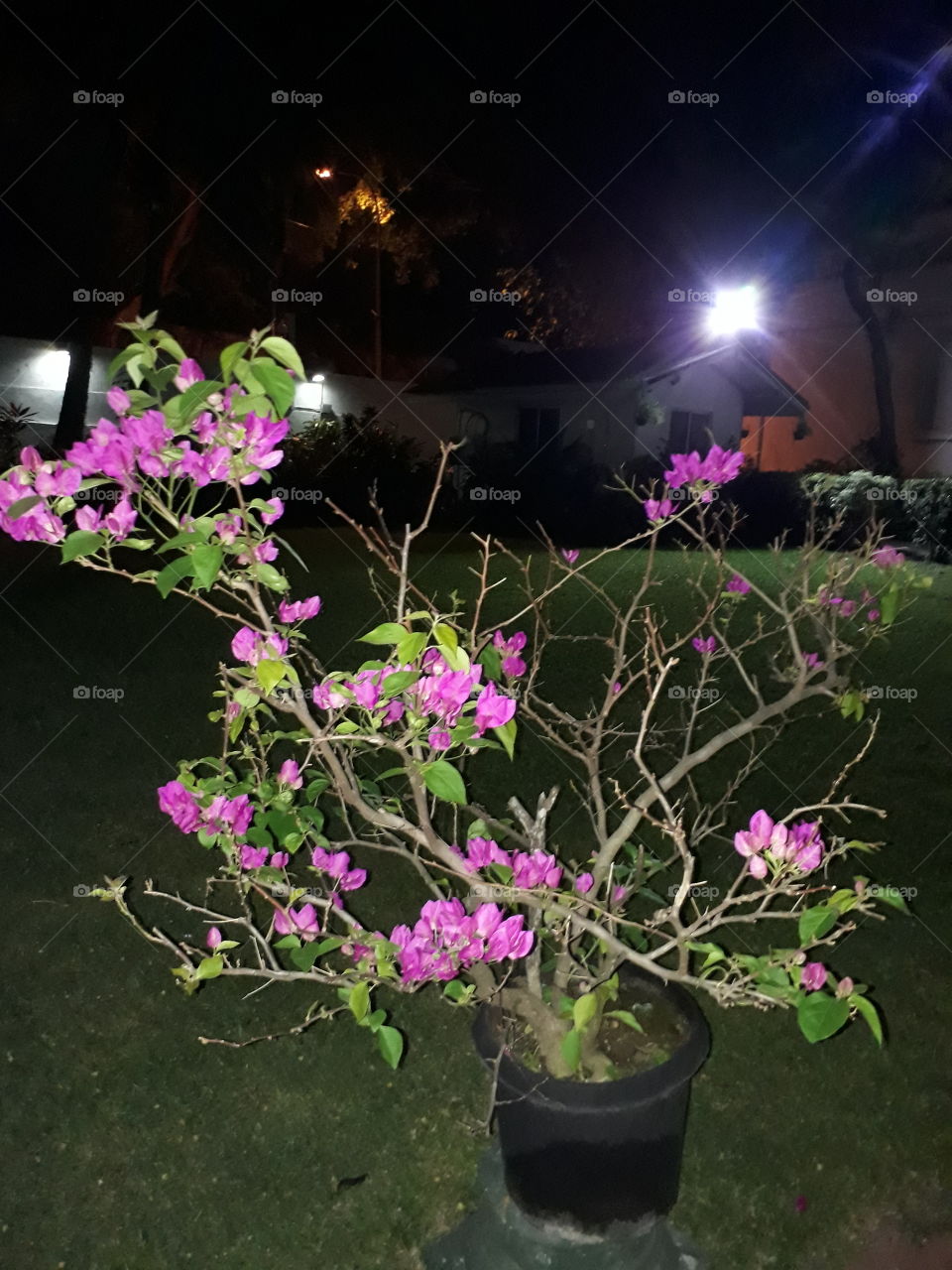 boganwilla flower tree