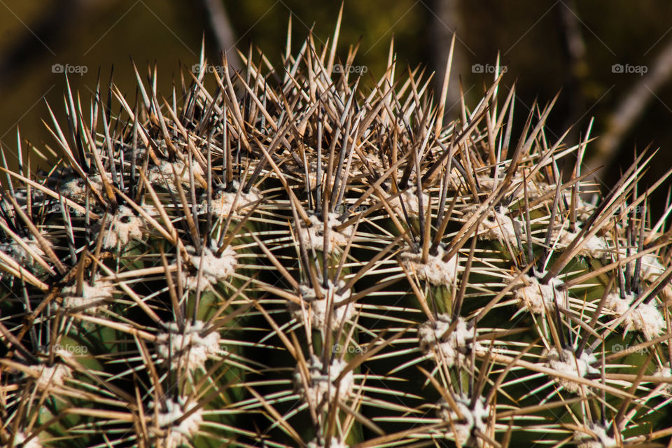 prickly