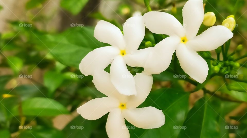 Elegant white Spin wheel flowers looks pleasant.
