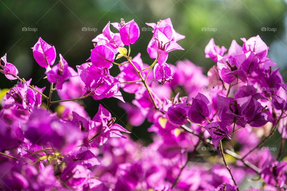 Close-up of pink Bougainvillea flowers