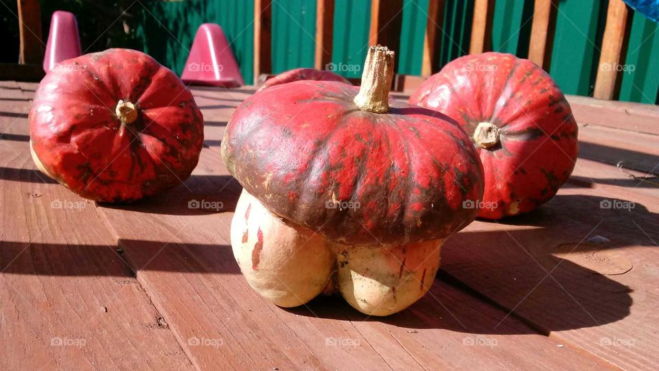 pumpkin with legs