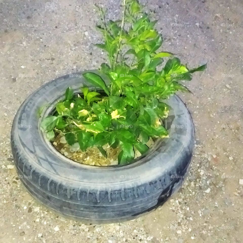 Beautiful pot of green plant