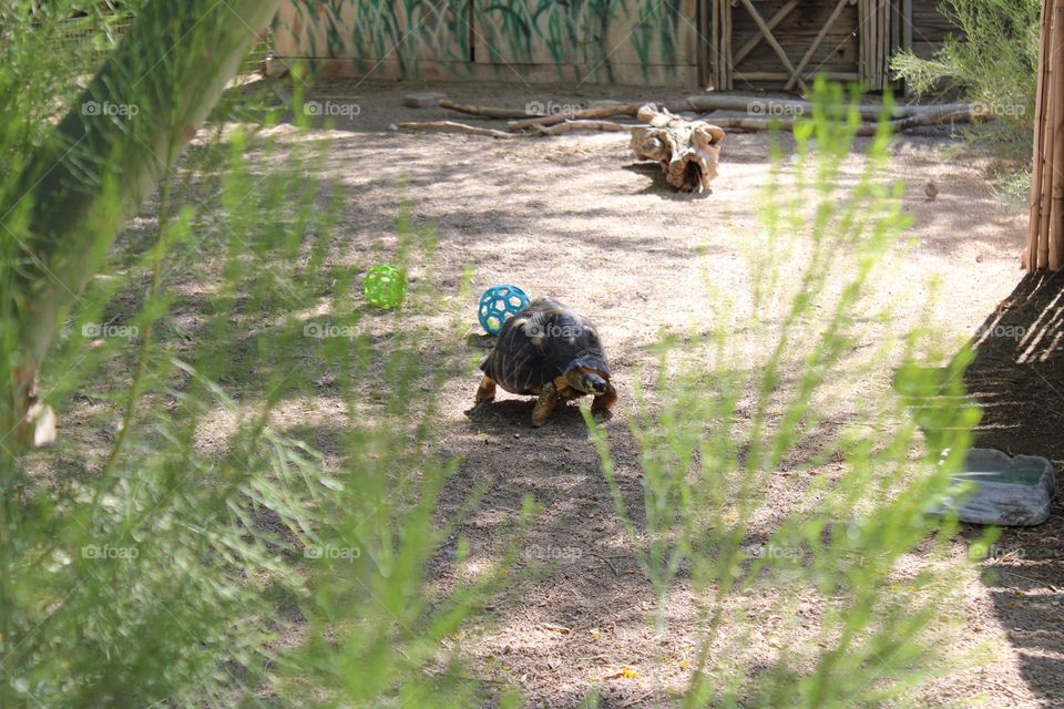 Turtle at zoo