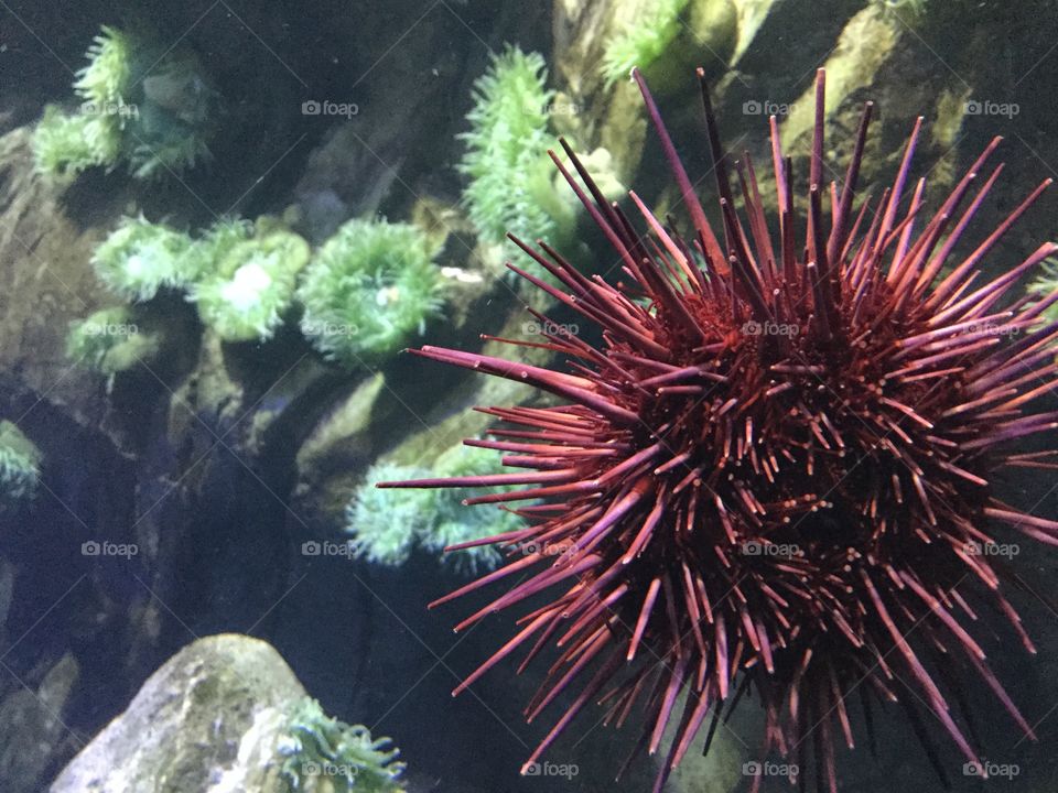 Spikes sea urchin thing?
