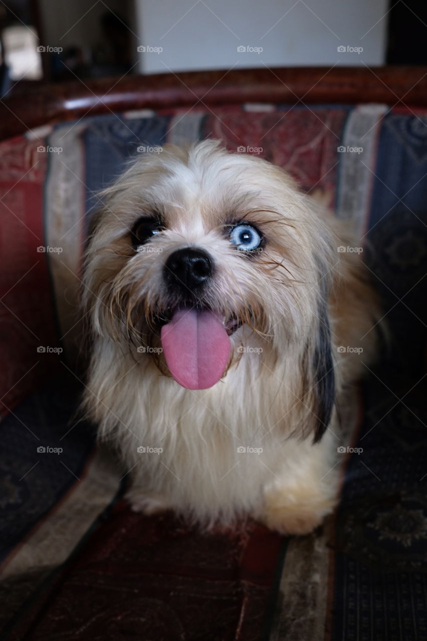 Small dog with blue and black eye of shitzu breed