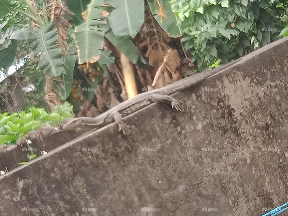 The Asian water monitor is a large lizard native to South and Southeast Asia