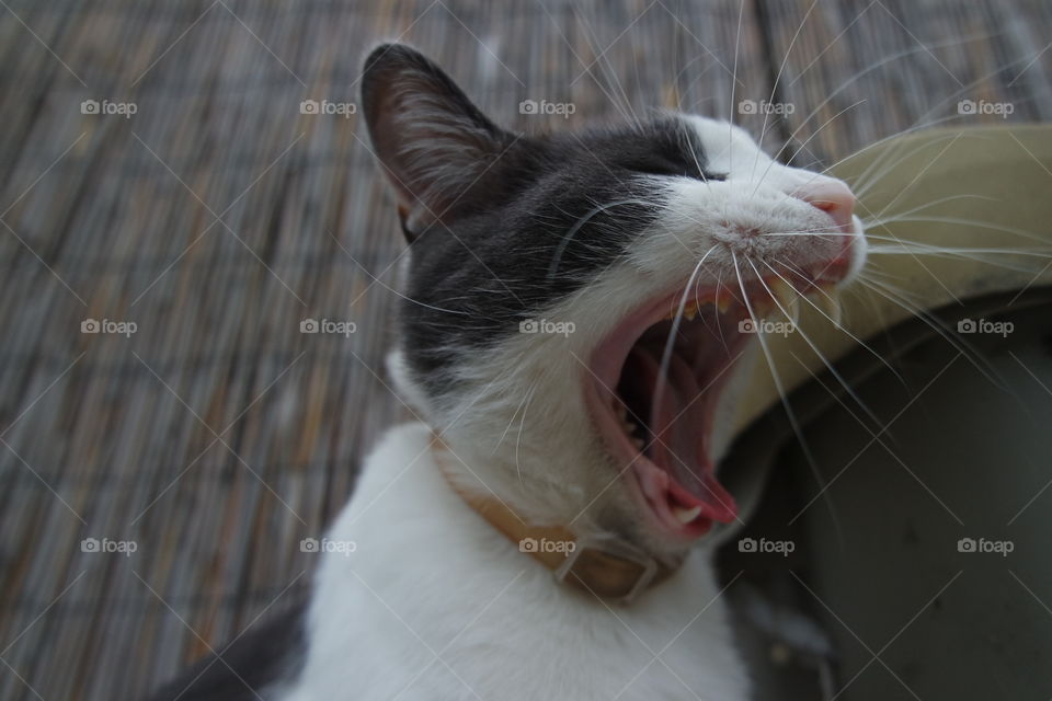 This cat lets out a mighty roar