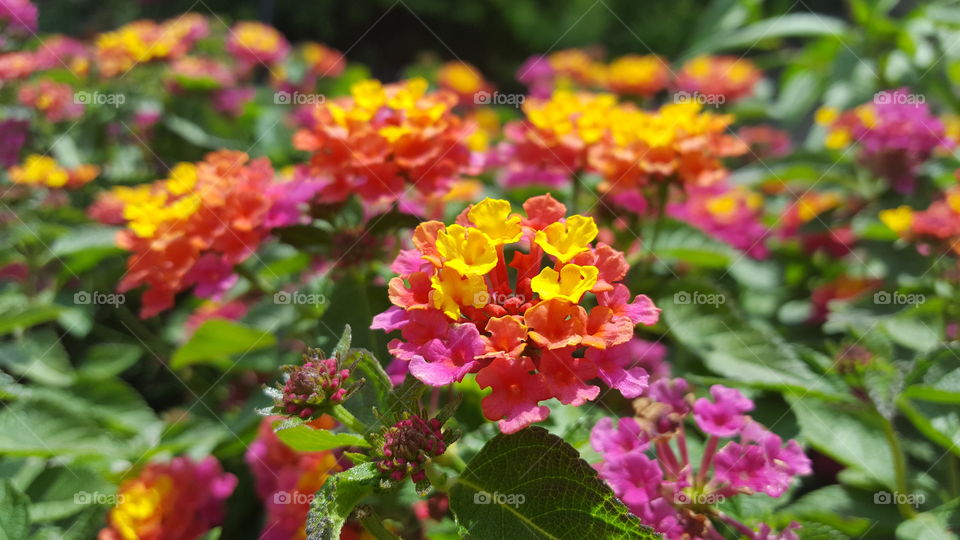 multi colored flowers in the gardens