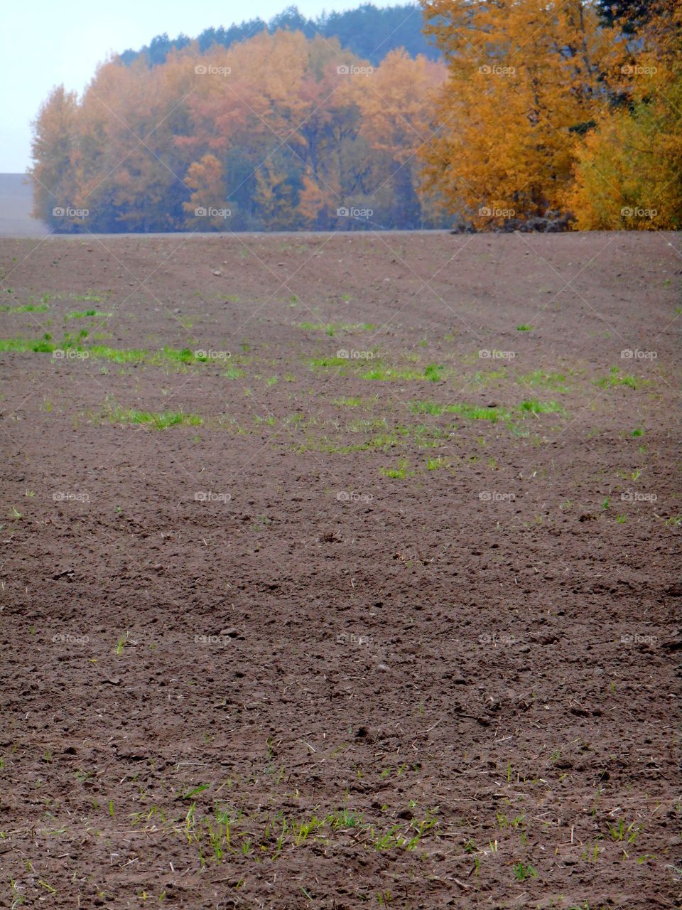 autumn field