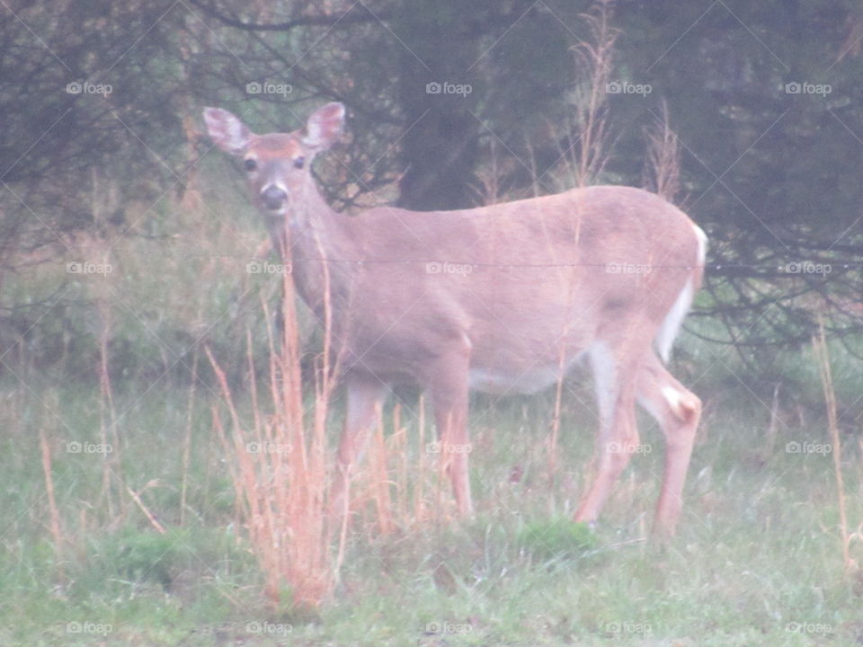 White tail deer