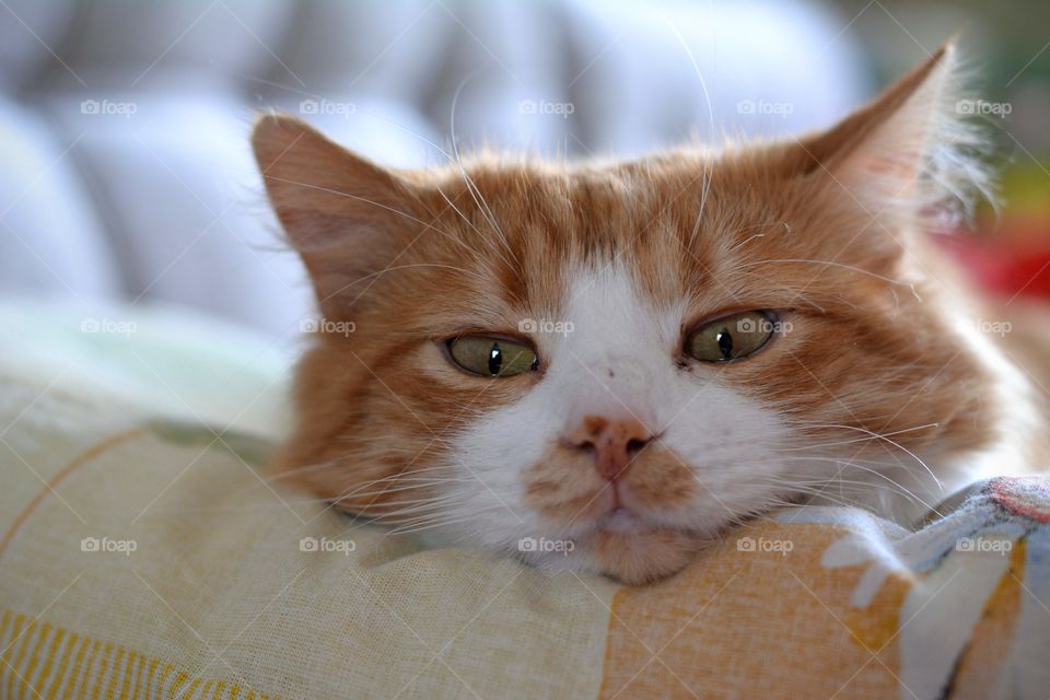 ginger cat pet portrait resting home fun