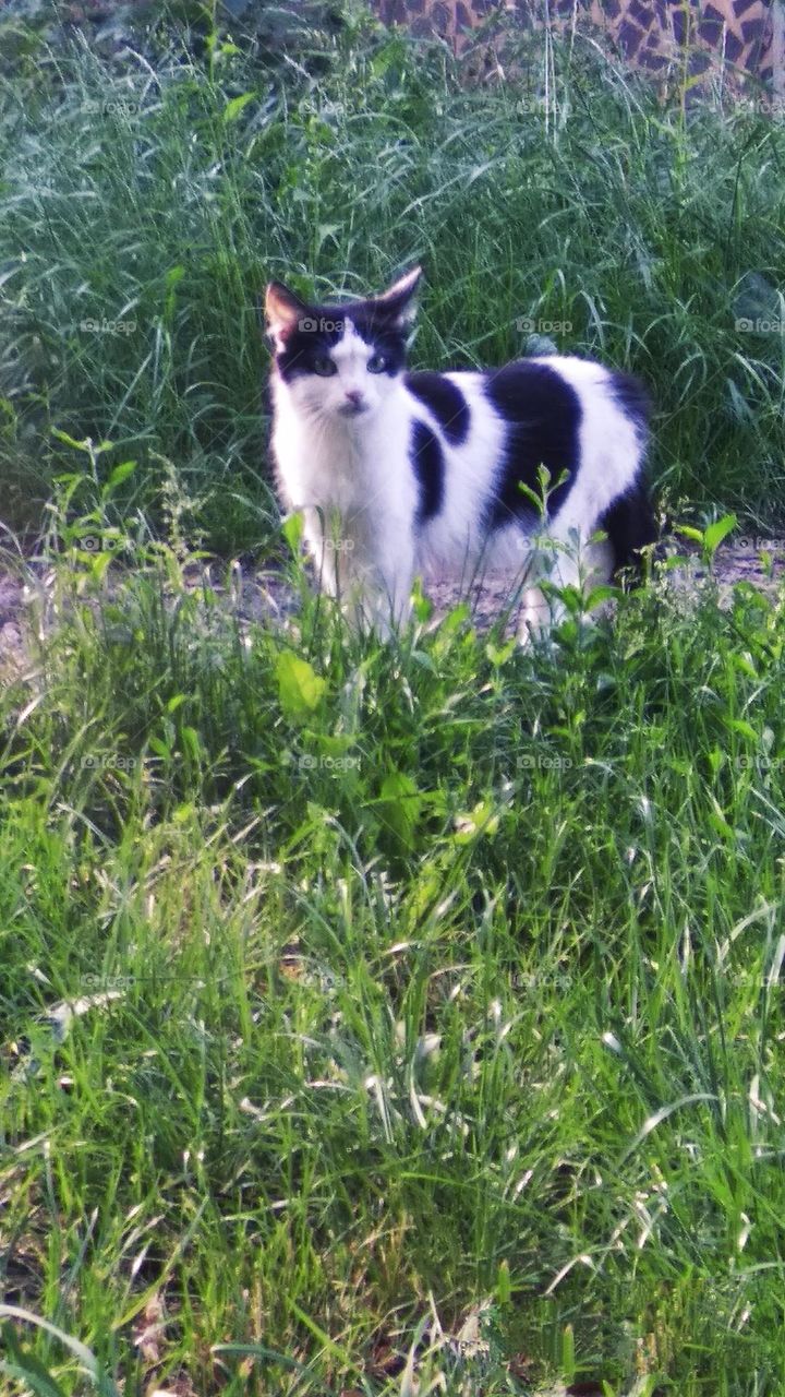 Be authentic cat astrophy