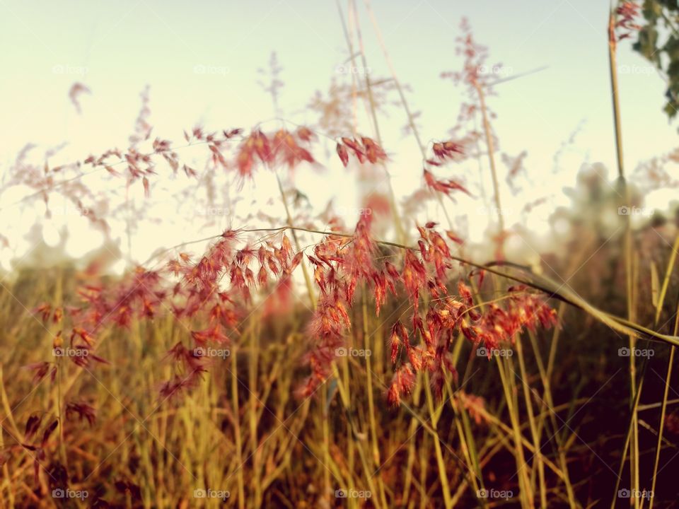 grass flower