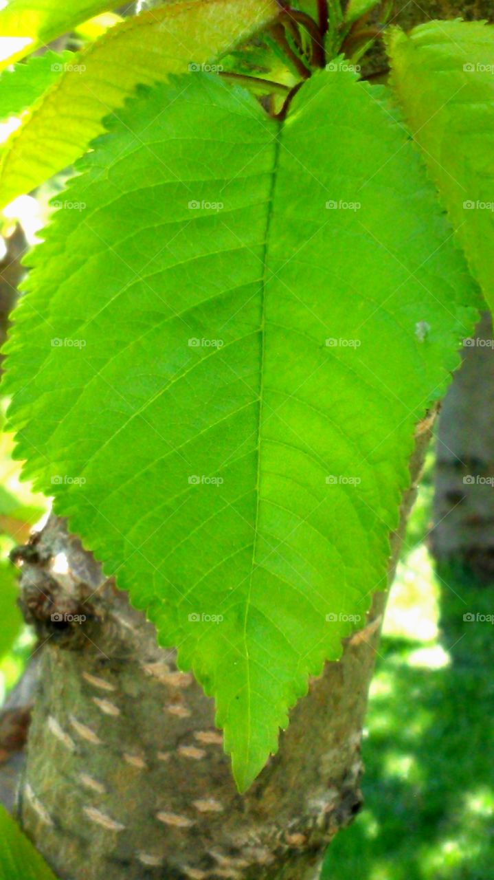 Leaf, Nature, Flora, Environment, Growth