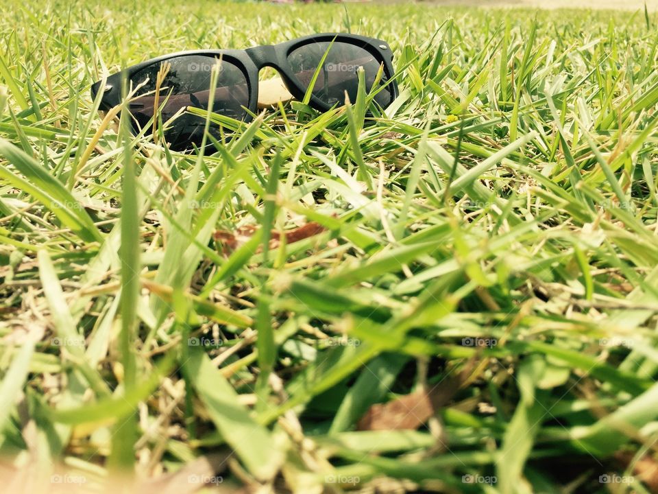 Sunnies in the grass 