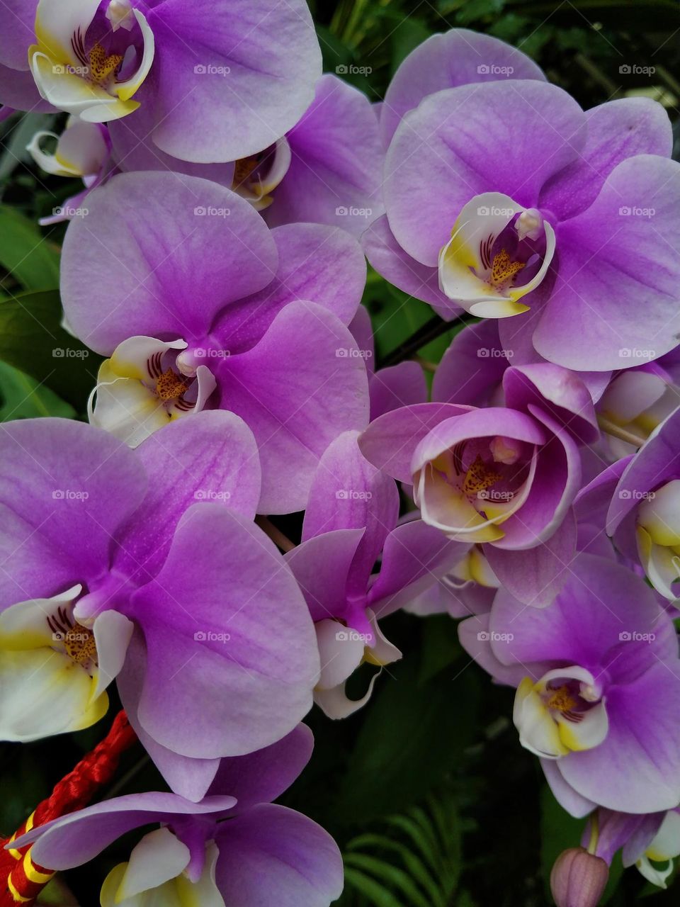 Orchid flowers.