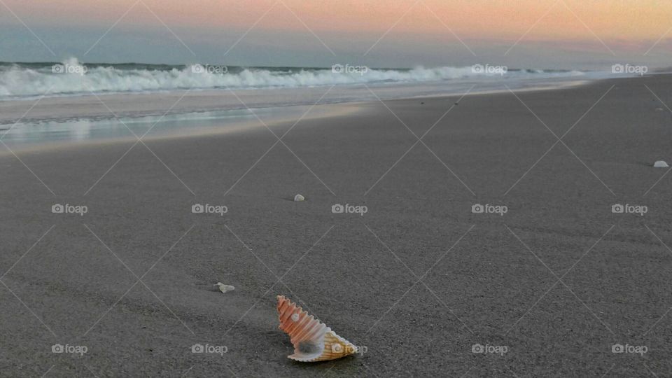 Seashell by the shore