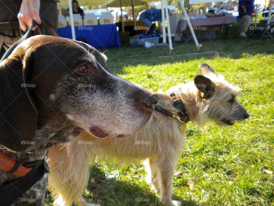Dogs At Charity Walk