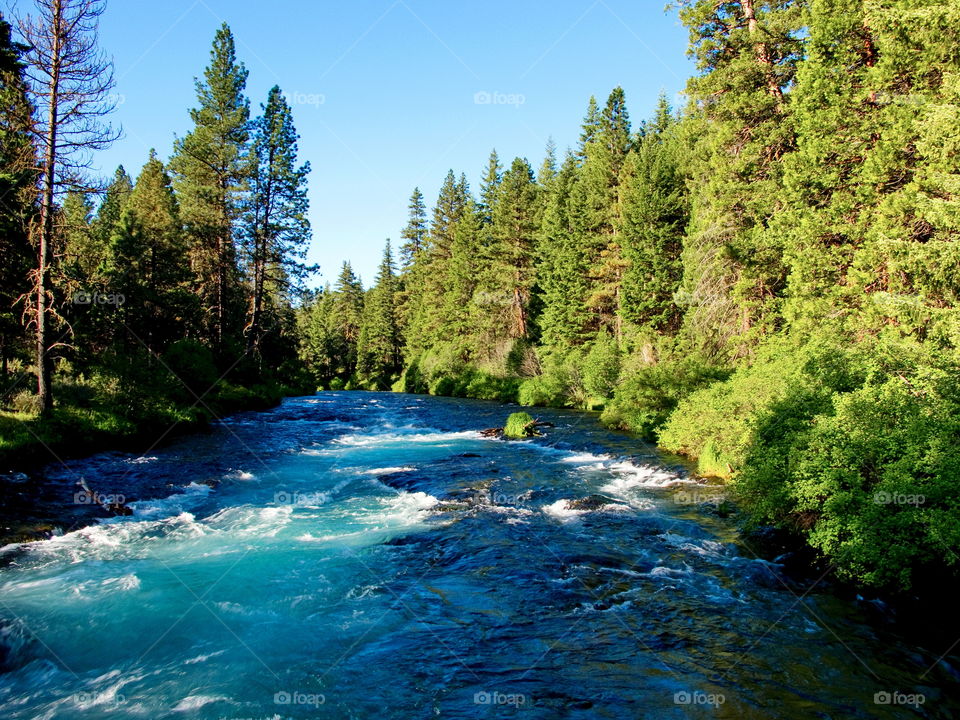 The beautiful waters of the Metolius River in the forests of Central Oregon 