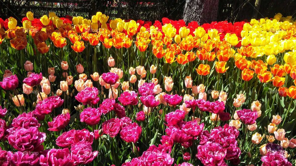 Colorful Tulip Garden, Spring Tulip Festival, Mount Vernon, Fidalgo Island, Washington, USA