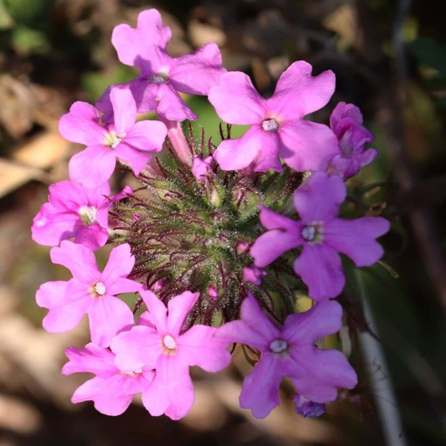 pink wild flowers