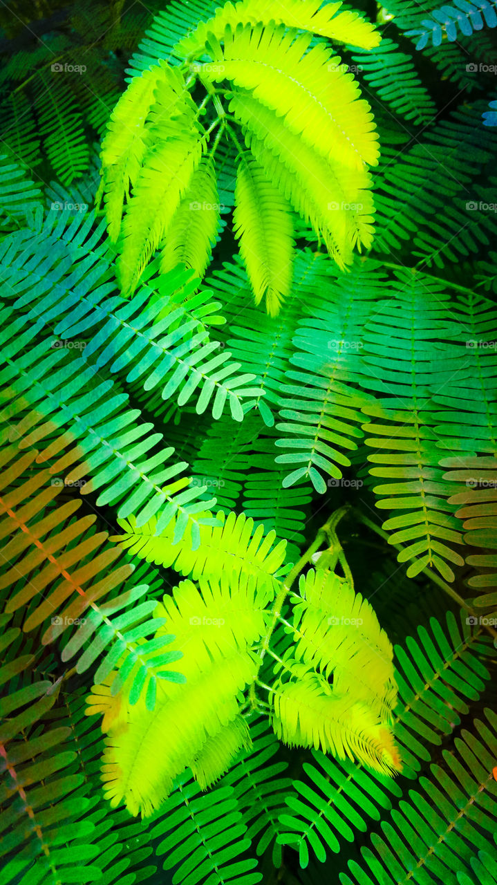 nature photo design color full