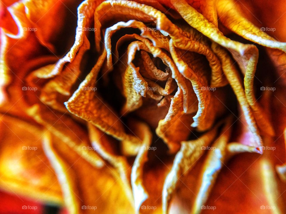 Macro close-up of dried rose forming abstract patterns in natural daylight