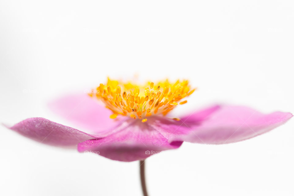 Macro shot of purple pink autumn anemone flower with yellow pistils 