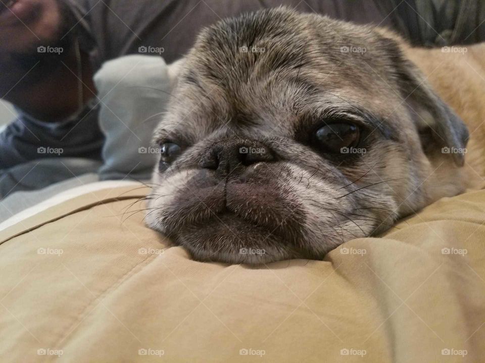 Close-up of older dog face lying on a pillow. Pug.