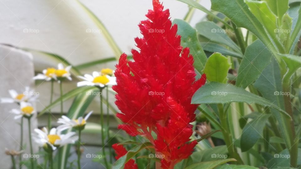 Red botanical