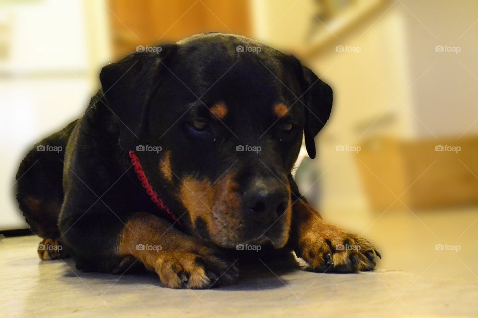 Rottweiler